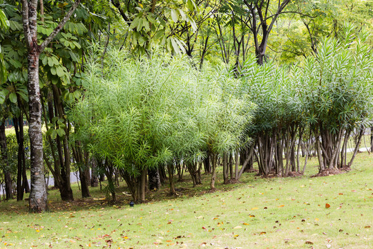 草地素材場景