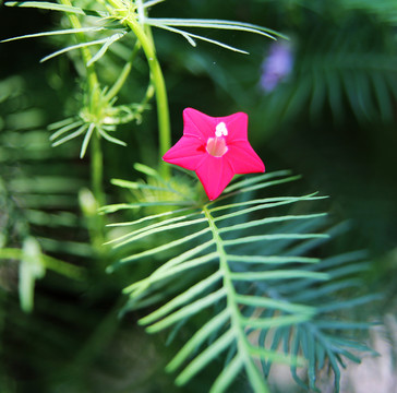 五角星花