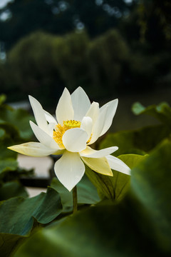 白色荷花