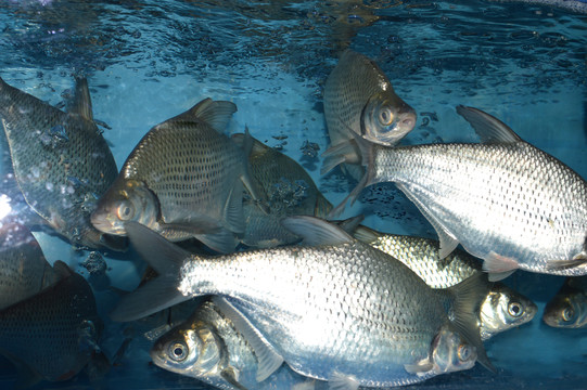 魚(yú)群