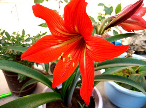 朱頂紅