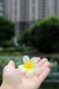 雞蛋花