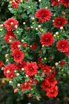 菊花