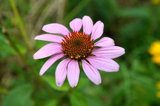 藍(lán)目菊