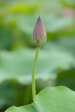 蓮花花苞
