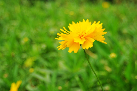 硫華菊
