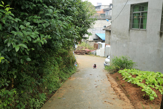 農(nóng)村小景