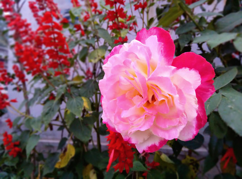 鮮花