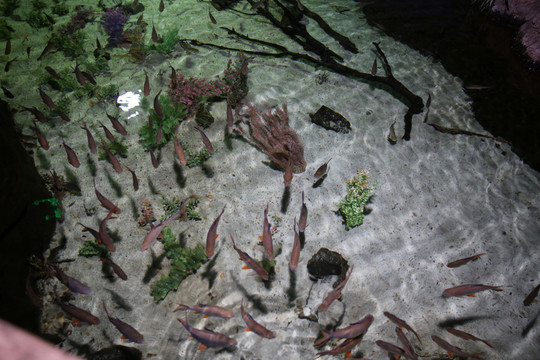 海洋館的魚