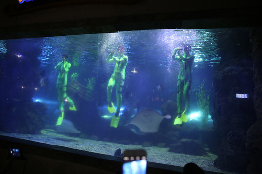 海洋館表演