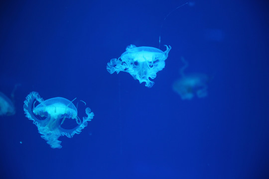 水母 海洋生物