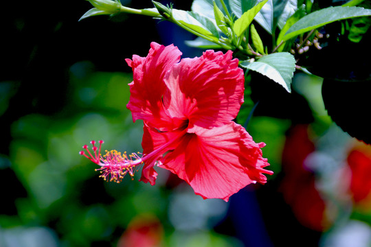 扶桑花