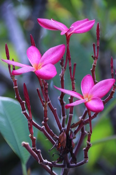 紅雞蛋花