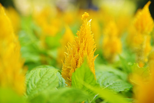 黃色雞冠子花