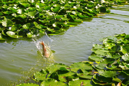 鯉魚入水