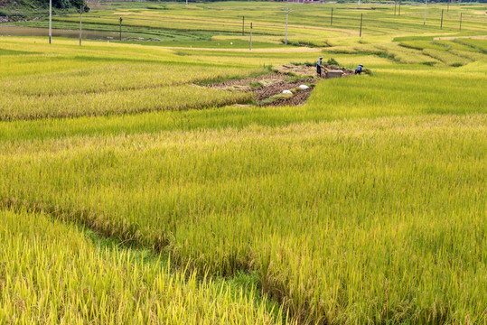 稻田
