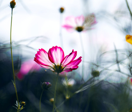 格桑花