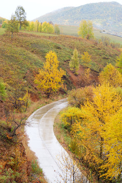 秋林山路