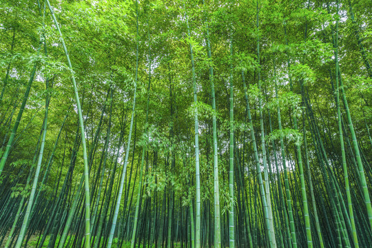 竹林