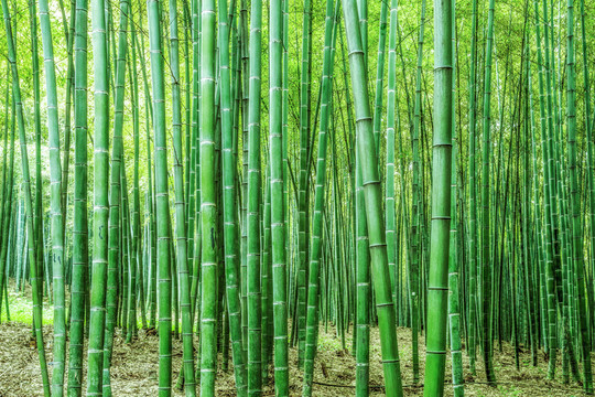 竹林