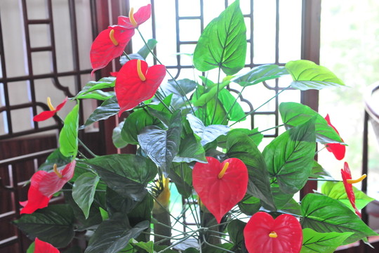 紅掌