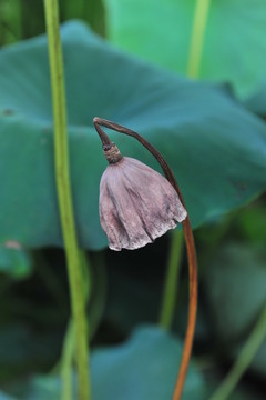 蓮蓬 枯荷