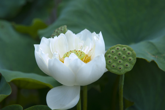 荷花 蓮蓬