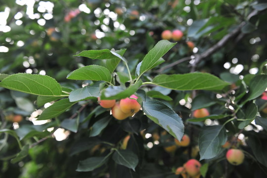 沙果 小蘋果