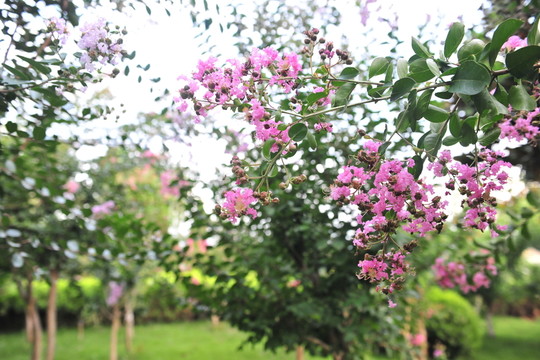 公園樹木 小紅花