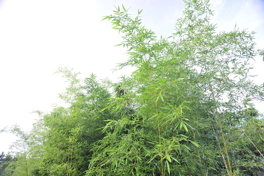 竹子 竹林 翠竹