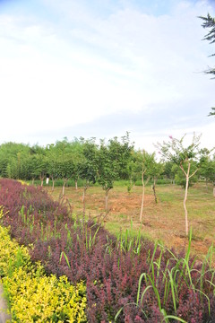 公園風(fēng)景 園林綠化