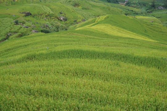 梯田