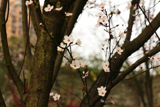 白杏白花