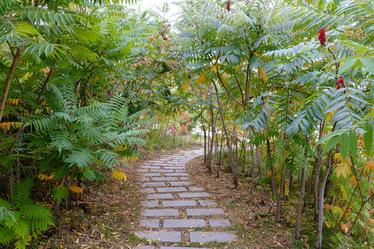 小路