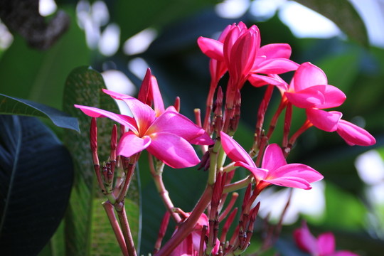 雞蛋花