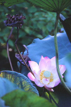 蓮花
