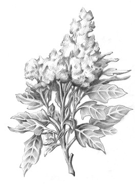 手繪原創(chuàng)素描藜麥