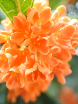 丹桂金桂桂花特寫