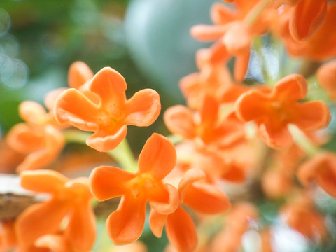 桂花特寫