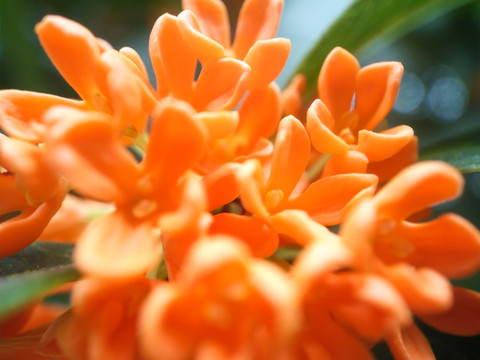 丹桂桂花特寫