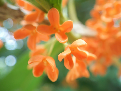 桂花丹桂微距特寫