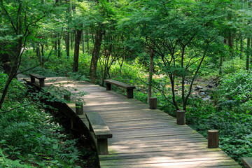 竹林小道