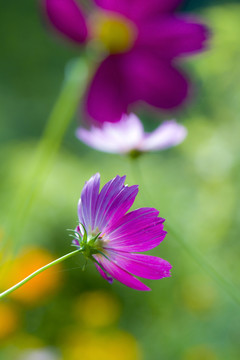 格桑花