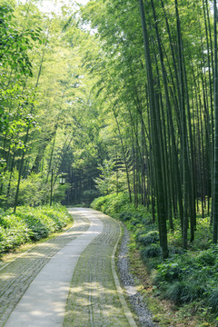 竹林小路