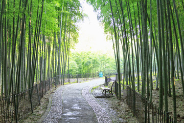 竹林小路