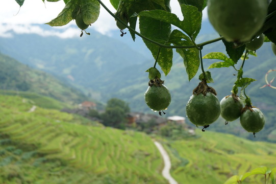 羅漢果