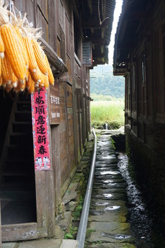 農(nóng)家 玉米