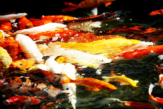 錦鯉 魚 動(dòng)物