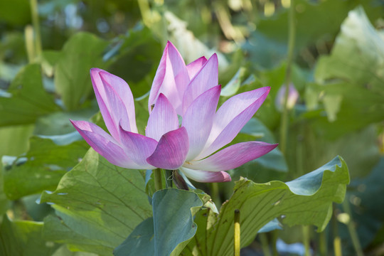 荷花盛開(kāi)