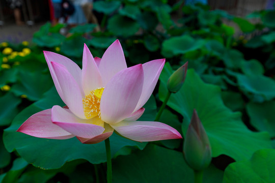 北京圓明園荷花